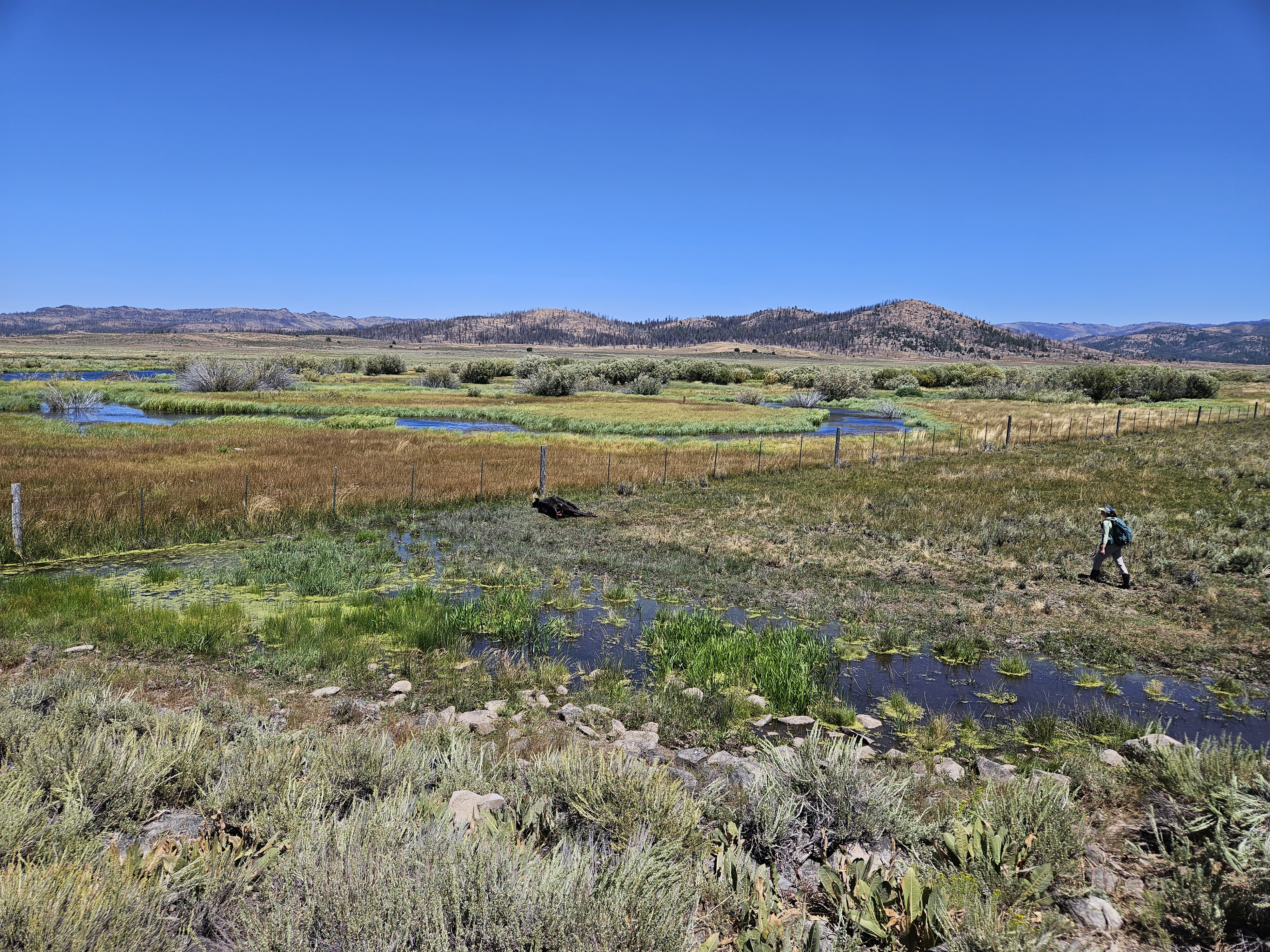 Approaching a livestock carcass found in the Beyem Seyo pack range in Plumas County